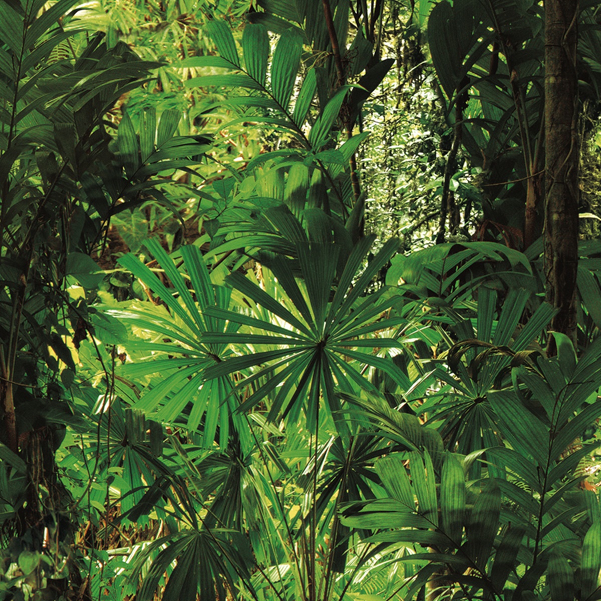 Natural 88639-1