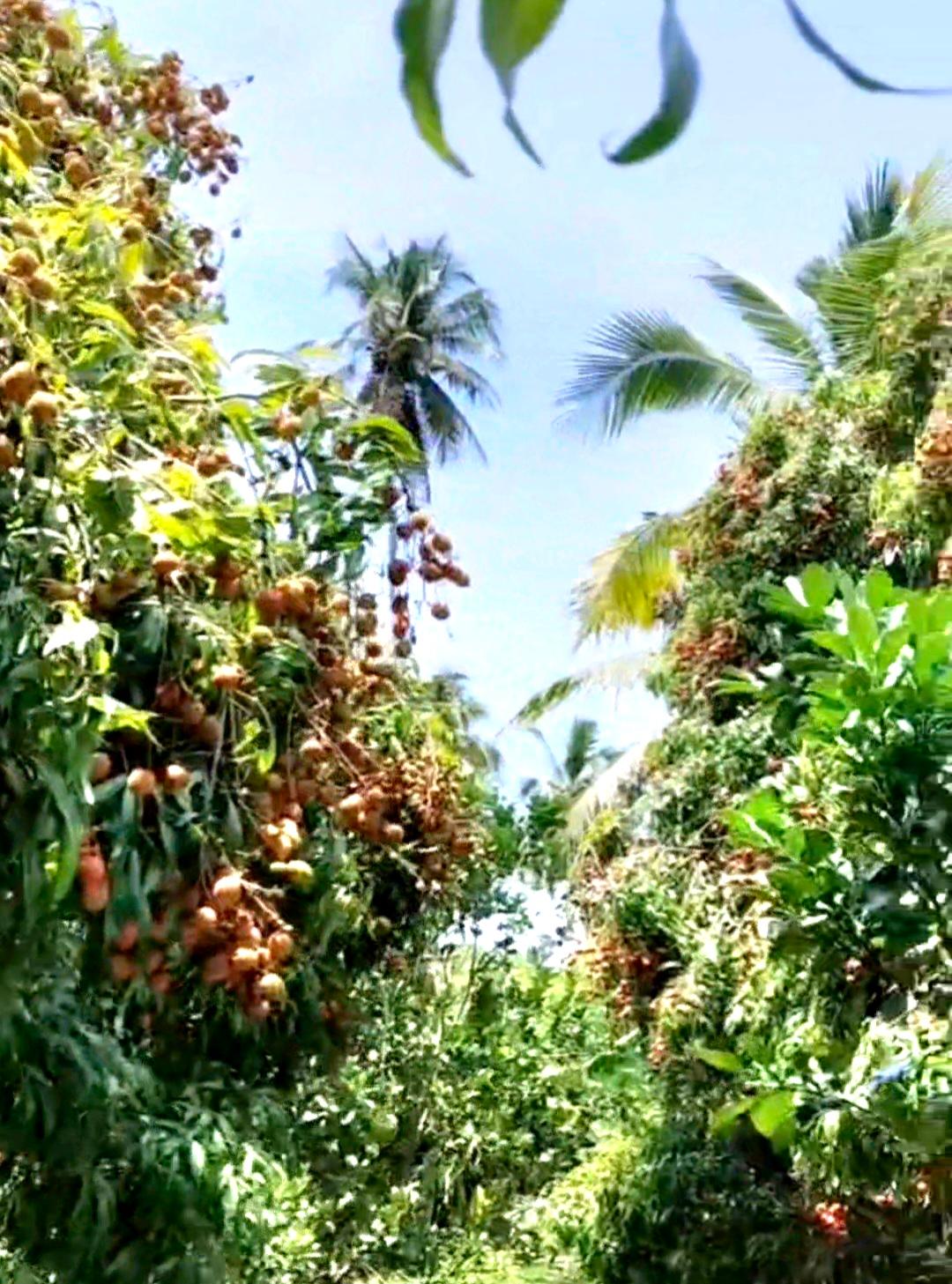 ขายที่ดินเป็นสวนส้มโอขาวใหญ่และลิ้นจี่ค่อม3ไร่ต.เหมืองใหม่อ.อัมพวาจ.สมุทรสงคราม