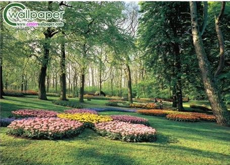 ภาพวิวสวนดอกไม้สีชมพู