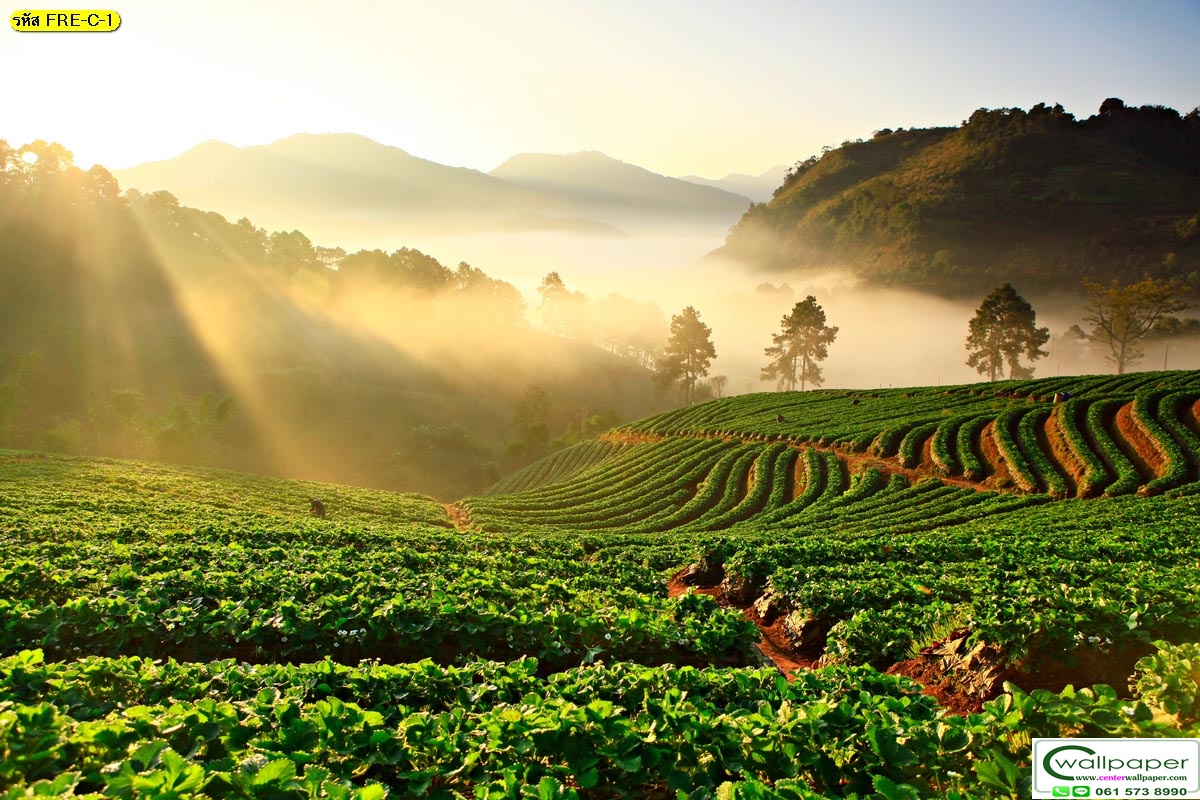 วอลเปเปอร์สั่งผลิตภภาพวิวธรรมชาติ FRE-C-1