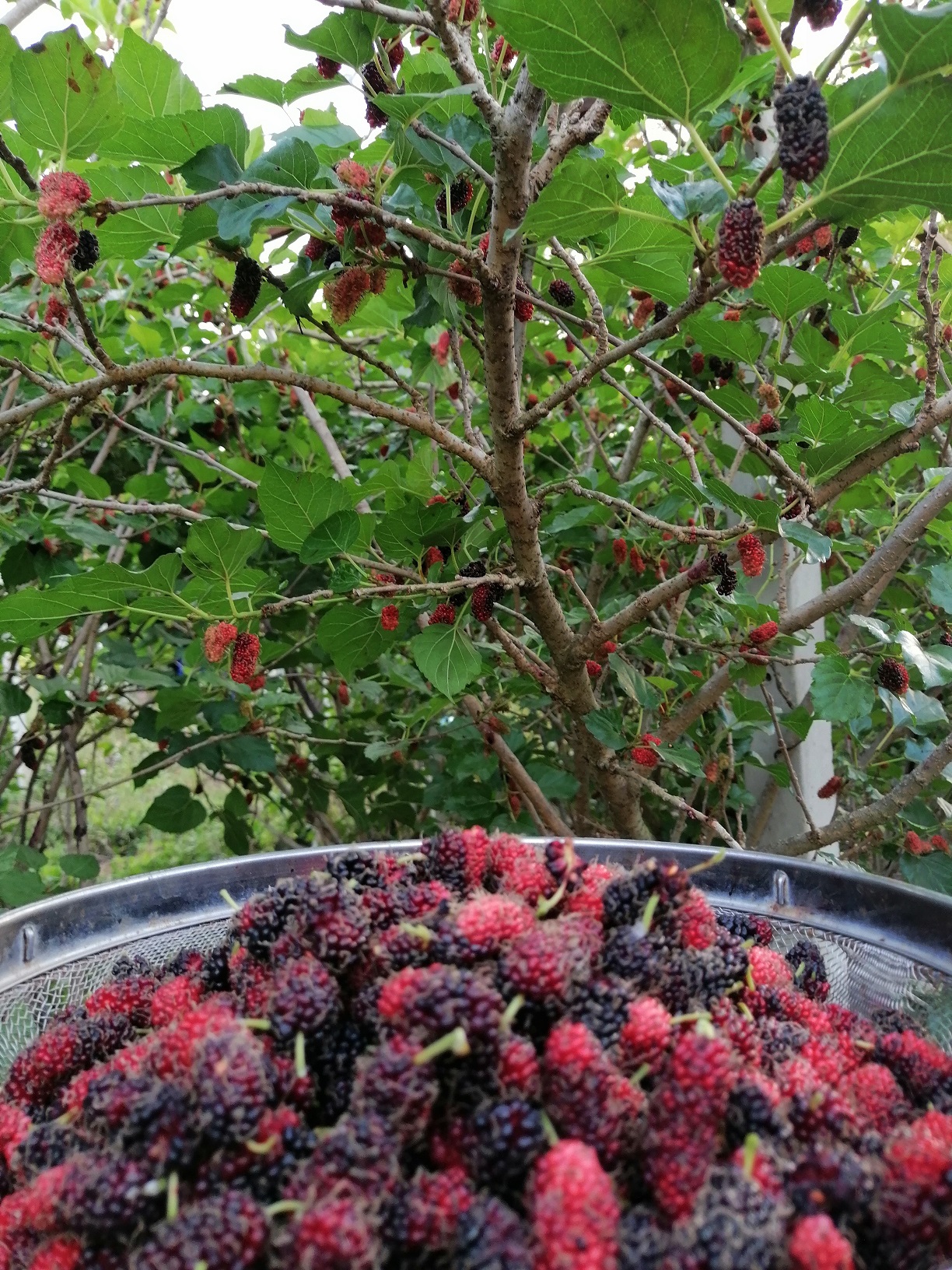 แยมโฮมเมดหม่อนมัลเบอร์รี่ 190g. Homemade Mulberry Jam