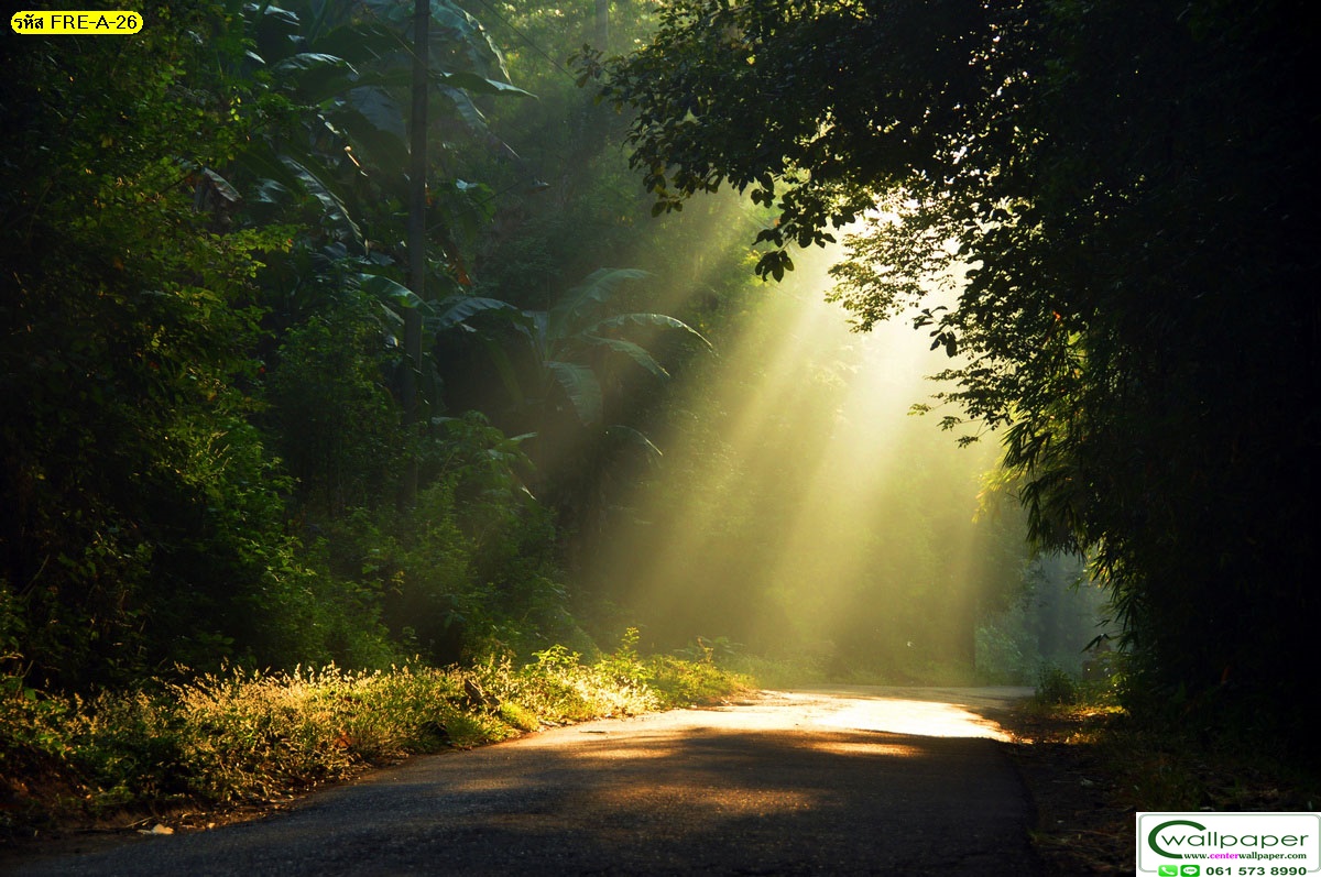 วอลเปเปอร์สั่งผลิตภภาพวิวธรรมชาติ FRE-A-26