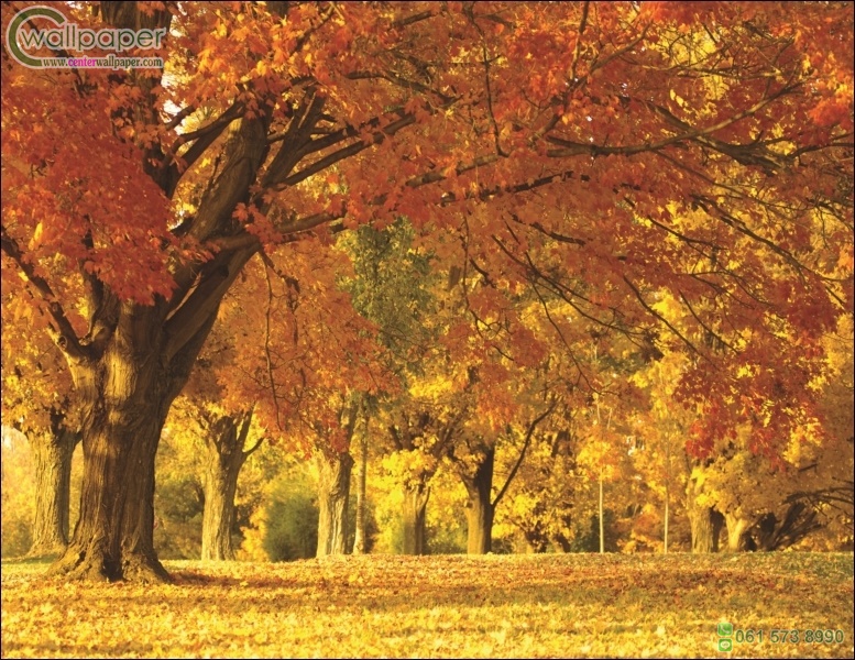 ภาพใบไม้สีเหลืองส้ม ฤดูไม้ใบผลิ