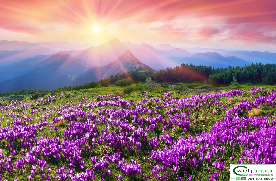 วอลเปเปอร์สั่งพิมพ์ลายดอกไม้ FLW-16