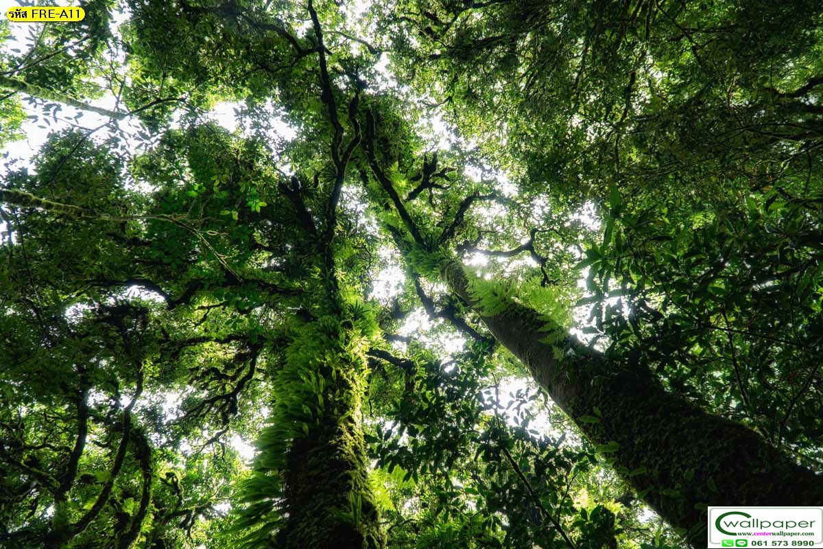 วอลเปเปอร์สั่งผลิตภภาพวิวธรรมชาติ FRE-A-11