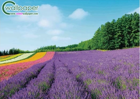 ภาพวิวสวยๆภาพดอกไม้สีม่วง