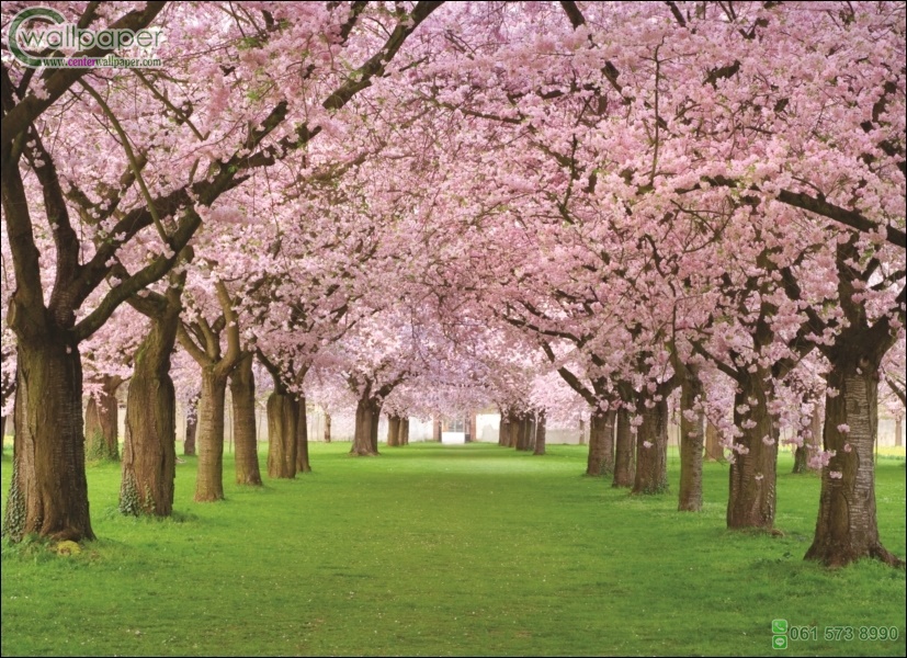 ภาพดอกซากุระ