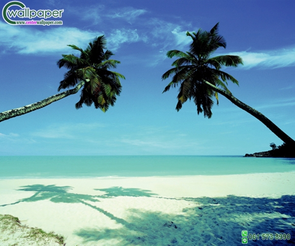 ภาพวิวทะเลภาพต้นมะพร้าว