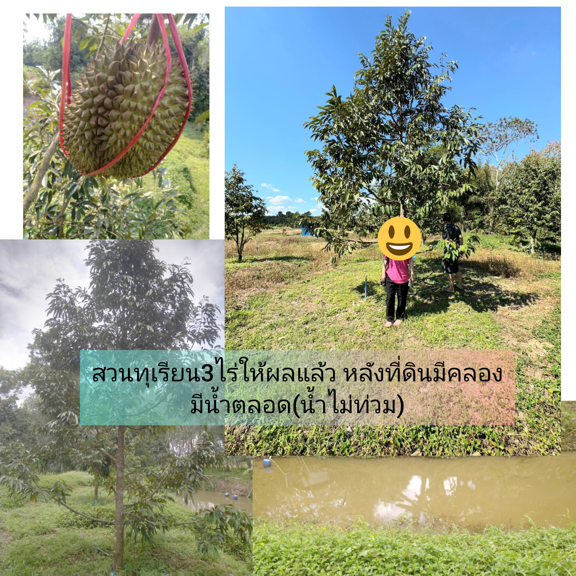 ขายสวนทุเรียน3ไร่+อีก100วา ที่2แปลงติดกัน พลงตาเอี่ยม วังจันทร์ จ.ระยองขาย2.75ล้านบาทเจ้าของขายเองโทร020822907