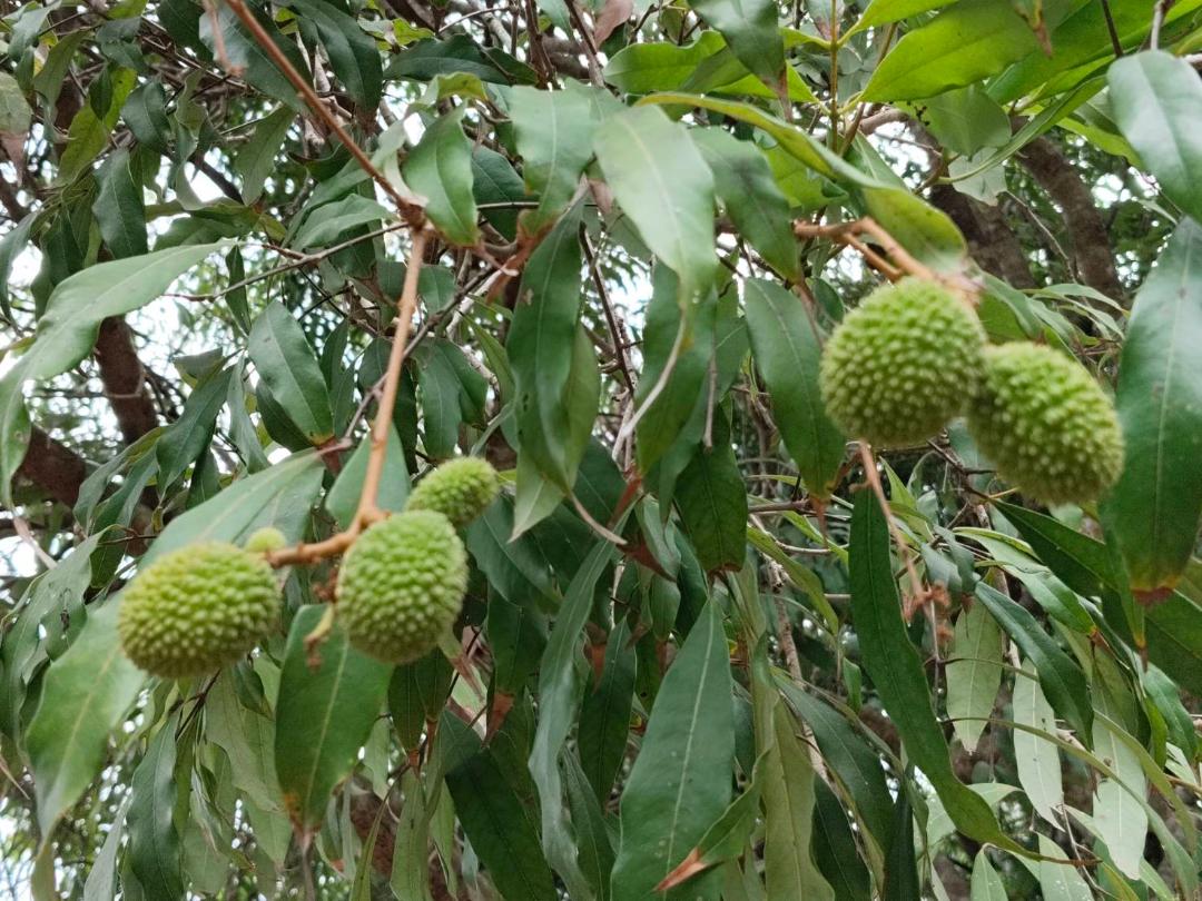 ขายที่ดินเป็นสวนส้มโอขาวใหญ่และลิ้นจี่ค่อม3ไร่ต.เหมืองใหม่อ.อัมพวาจ.สมุทรสงคราม