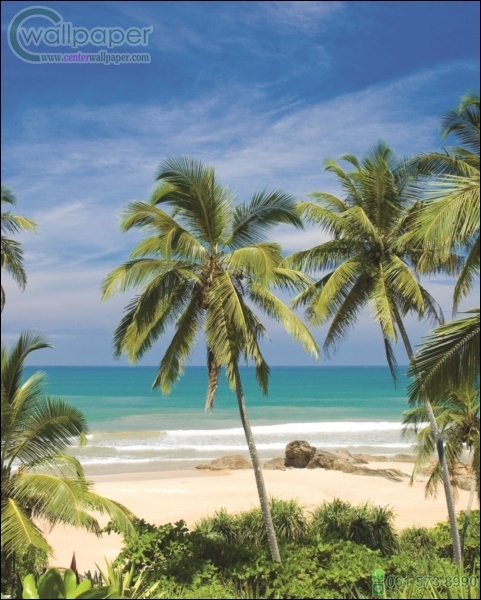ภาพวิวสำเร็จรูป ภาพชายหาดมะพร้าว