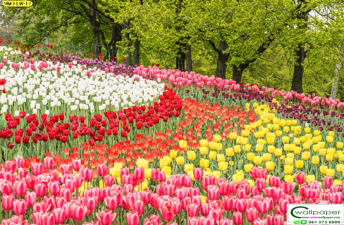 วอลเปเปอร์สั่งพิมพ์ลายดอกไม้ FLW-17