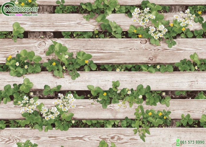 Wallpaper ลายไม้รั้วไม้สีขาว