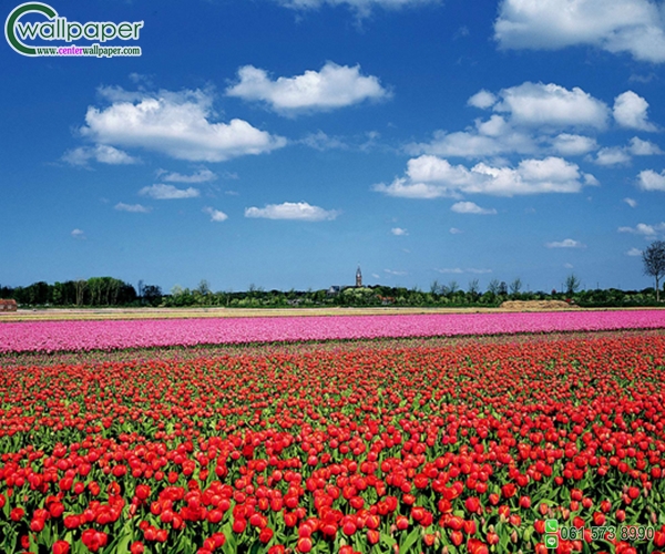 ภาพวิวสวยๆภาพดอกทิวลิปสีแดง
