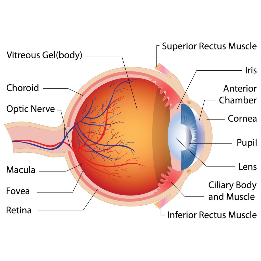 Truenature Lutien & Zeaxanthin Vision Complex 140 Softgels