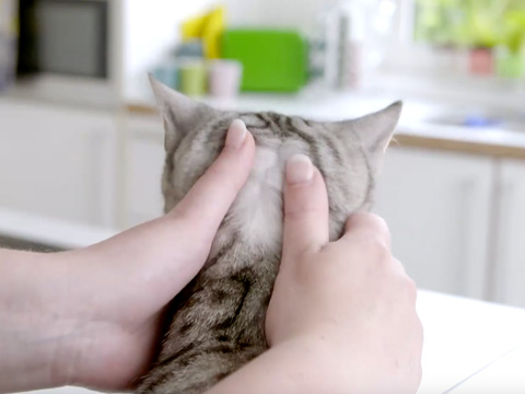 Bravecto Plus Spot-on Solution for Cats บราเวคโต้พลัส > 6.25-12.5 kgสำหรับหยดหลังคอแมว1หลอด(Tube )กันได้3เดือน