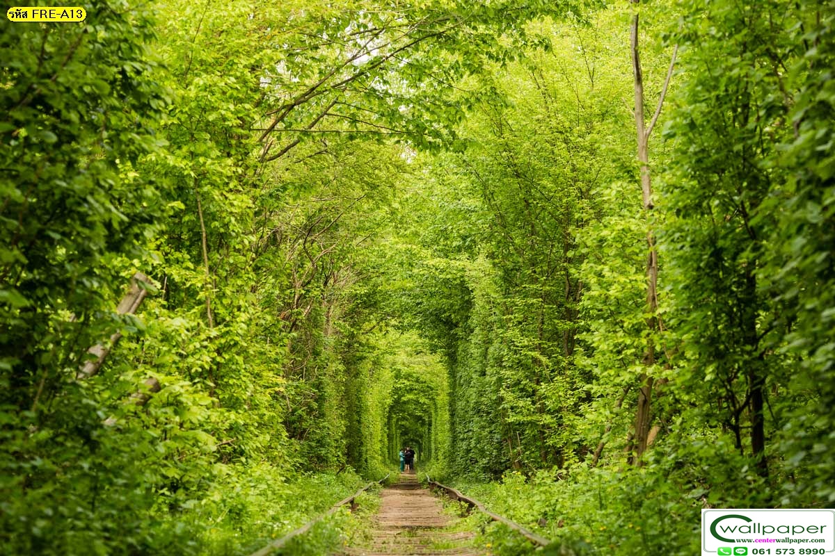วอลเปเปอร์สั่งผลิตภภาพวิวธรรมชาติ FRE-A-13