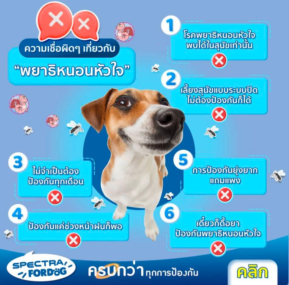 Nexgard Spectra สำหรับให้สุนัข น้ำหนัก3.5-7.5กกกำจัดเห็บหมัดไรเเละพยาธิทางเดินอาหารพยาธิหนอนหัวใจชนิดเม็ด 1เม็ด