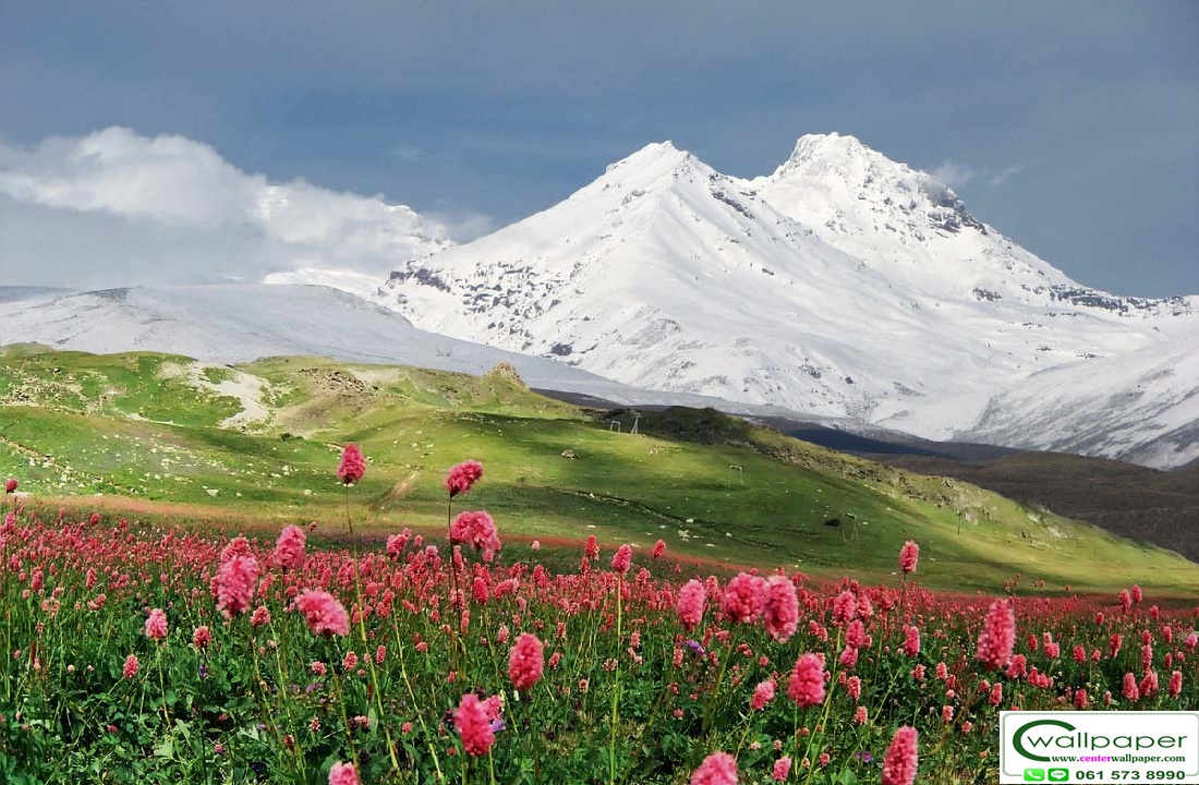 วอลเปเปอร์สั่งพิมพ์ลายดอกไม้