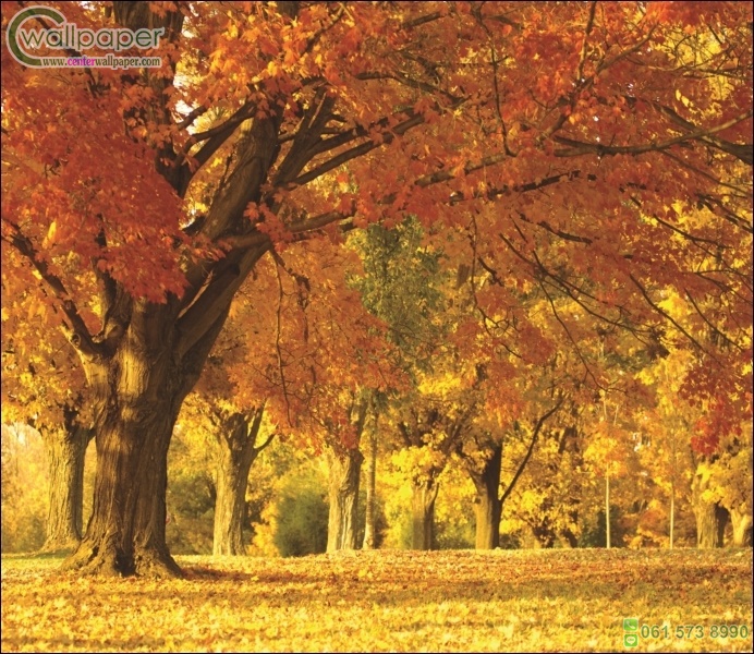 ภาพใบไม้สีเหลืองส้ม ฤดูไม้ใบผลิ