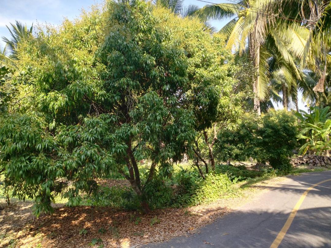 ขายที่ดินเป็นสวนส้มโอขาวใหญ่และลิ้นจี่ค่อม3ไร่ต.เหมืองใหม่อ.อัมพวาจ.สมุทรสงคราม