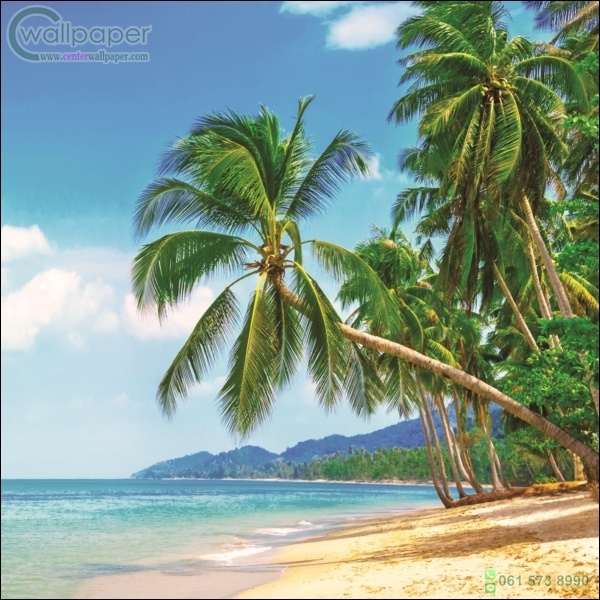 ภาพวิวสำเร็จรูป ภาพชายหาดเขตร้อน
