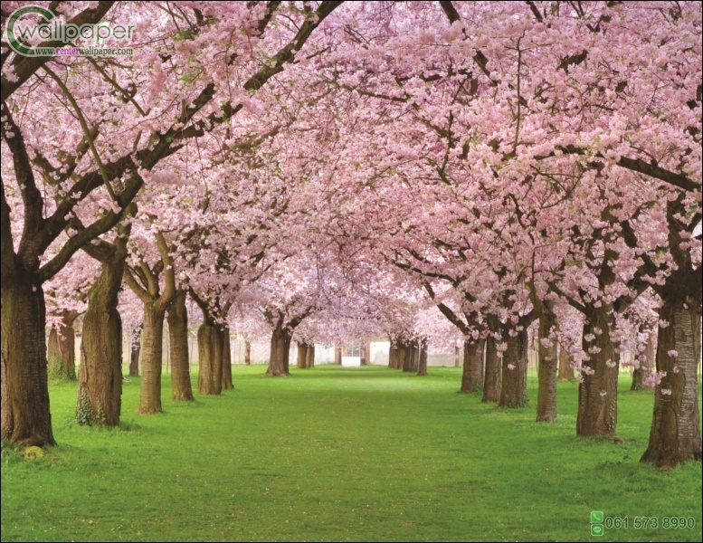 ภาพดอกซากุระ