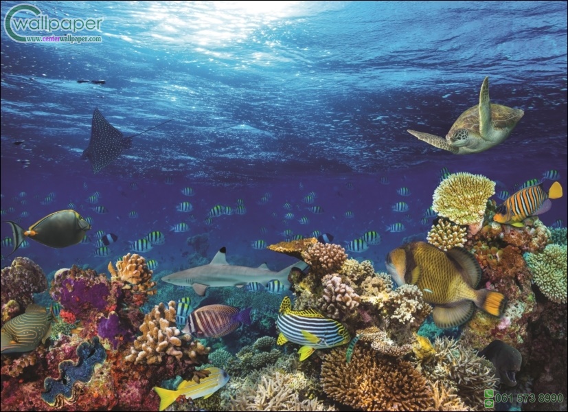 ภาพวิวสำเร็จรูป ภาพสัตว์น้ำใต้ทะเล 