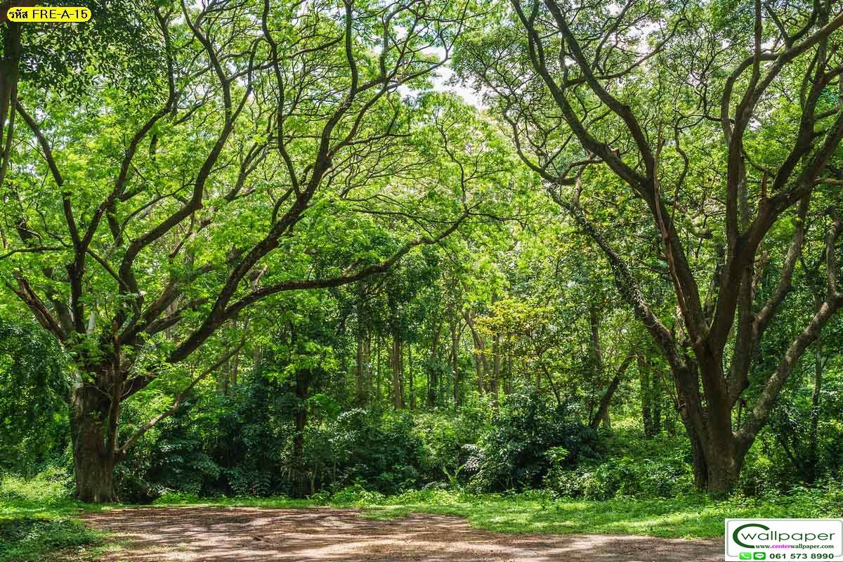 วอลเปเปอร์สั่งผลิตภภาพวิวธรรมชาติ FRE-A-15
