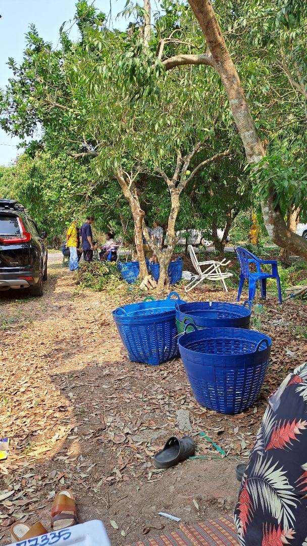 ขายที่ดินเป็นสวนส้มโอขาวใหญ่และลิ้นจี่ค่อม3ไร่ต.เหมืองใหม่อ.อัมพวาจ.สมุทรสงคราม