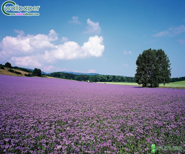 ภาพวิวภาพดอกไม้สีม่วง