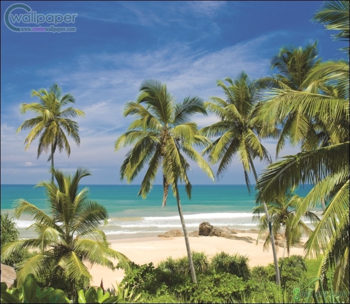 ภาพวิวสำเร็จรูป ภาพชายหาดมะพร้าว