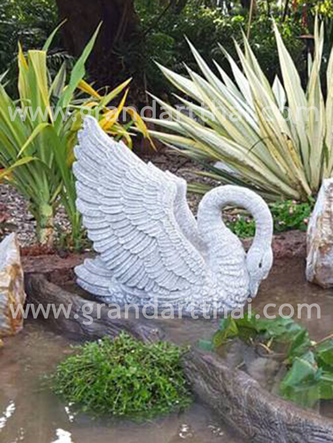 หงส์ตัวผู้ กางปีก