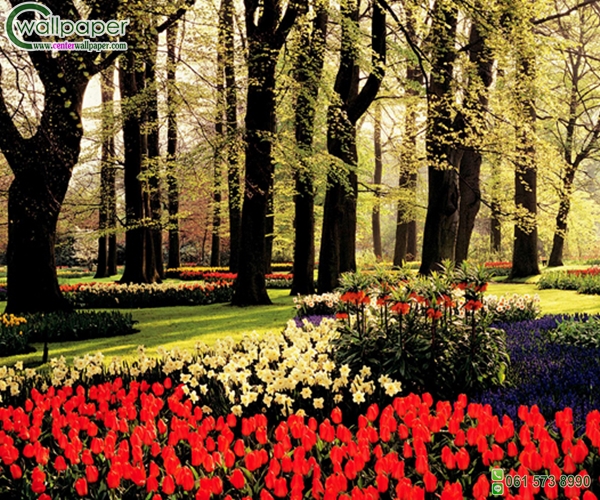 ภาพวิวสวยๆภาพสวนดอกไม้สีแดง
