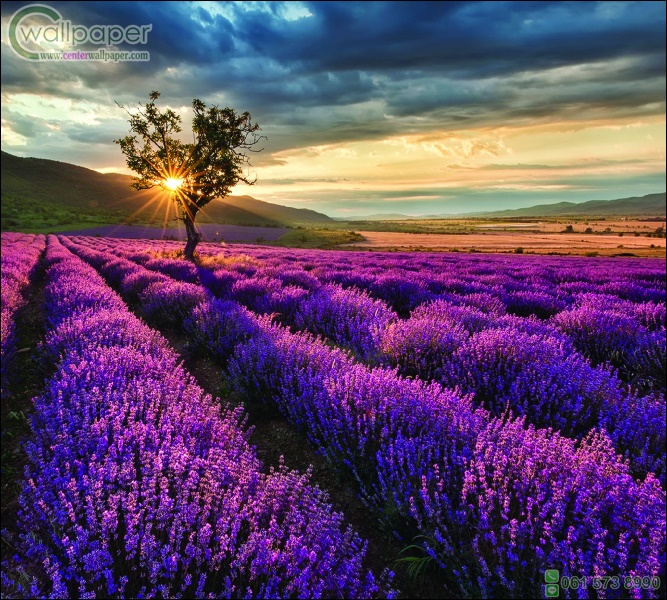 ภาพวิวสำเร็จรูป ภาพทุ่งดอกลาเวนเดอร์