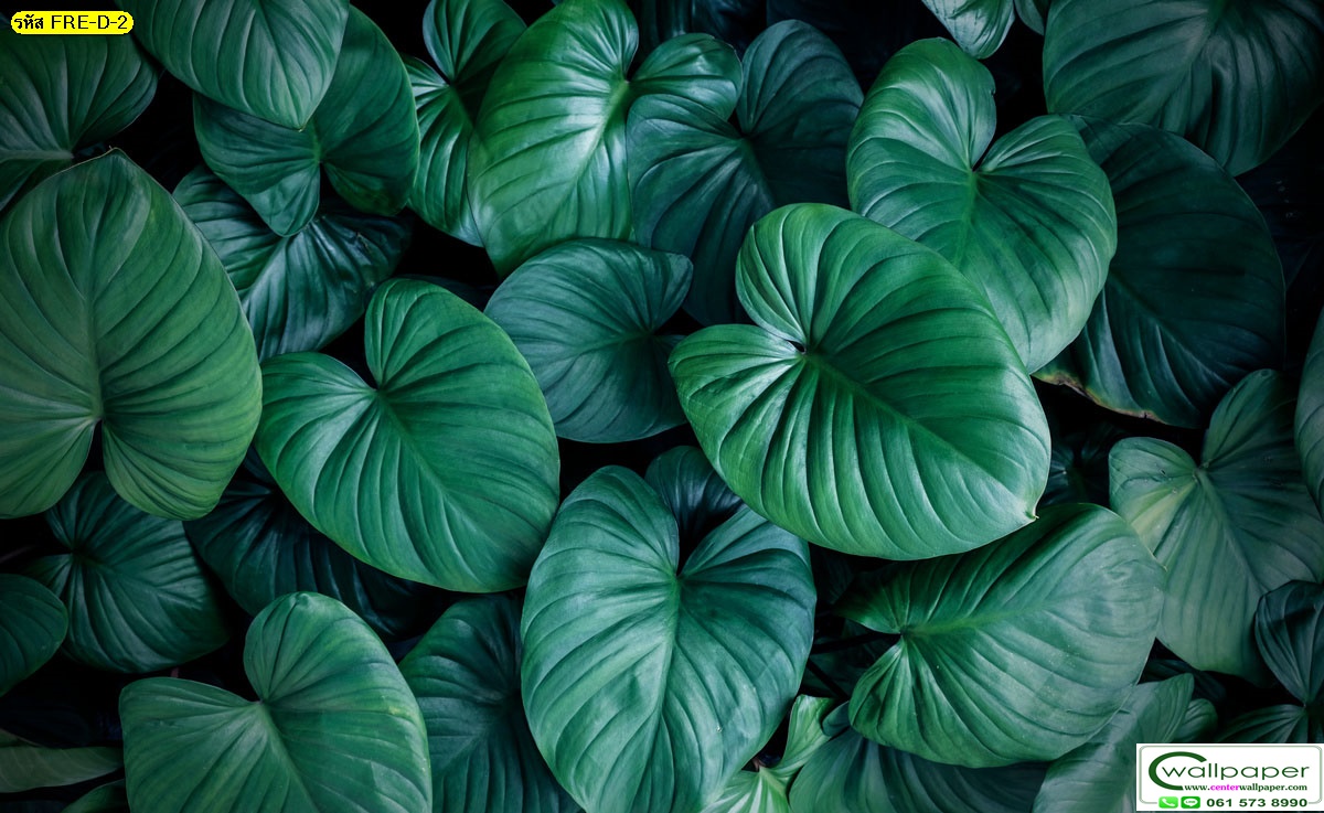วอลเปเปอร์สั่งผลิตภภาพวิวธรรมชาติ FRE-D2
