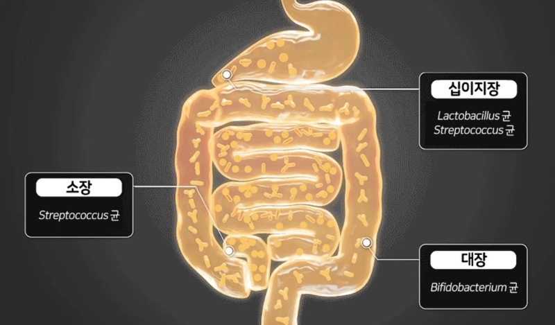 LACTO-FIT ProBiotics Seniors 50+ 60 ซอง