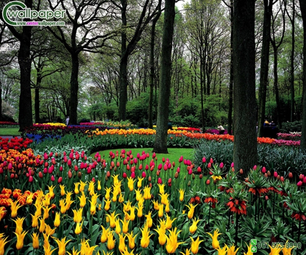 ภาพวิวสวยๆภาพสวนดอกทิวลิป