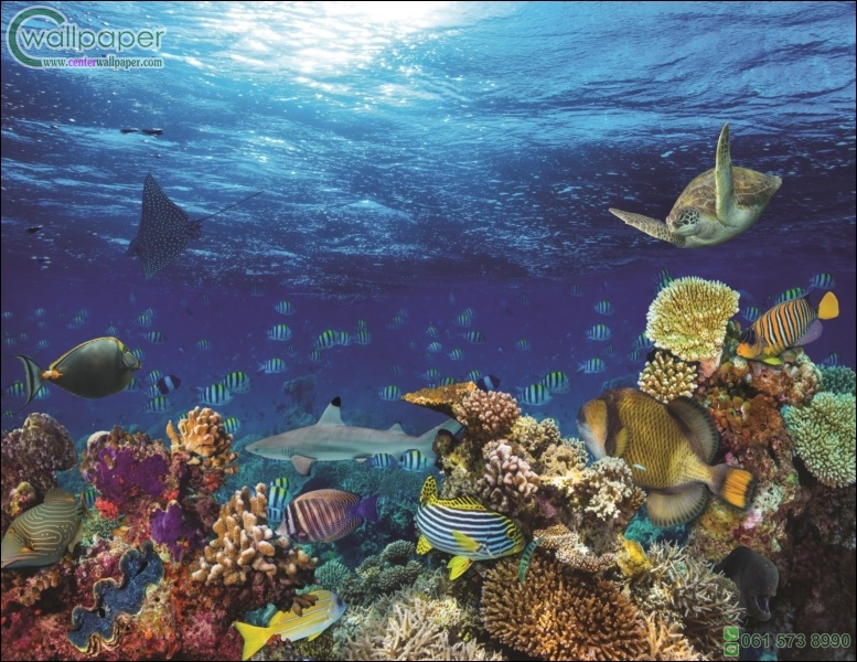 ภาพวิวสำเร็จรูป ภาพสัตว์น้ำใต้ทะเล 