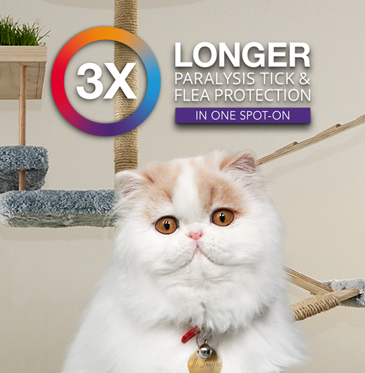 Bravecto Plus Spot-on Solution for Cats บราเวคโต้พลัส > 6.25-12.5 kgสำหรับหยดหลังคอแมว1หลอด(Tube )กันได้3เดือน