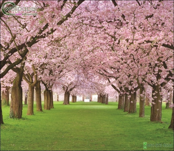 ภาพดอกซากุระ