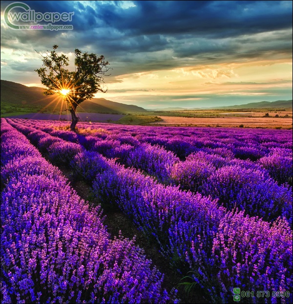 ภาพวิวสำเร็จรูป ภาพทุ่งดอกลาเวนเดอร์