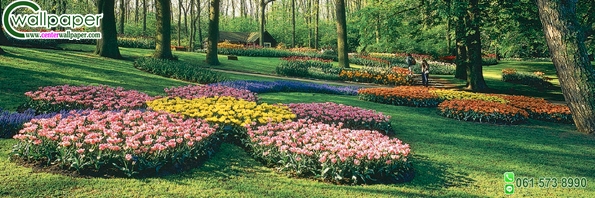 ภาพวิวสวยๆภาพสวนดอกไม้สีชมพู