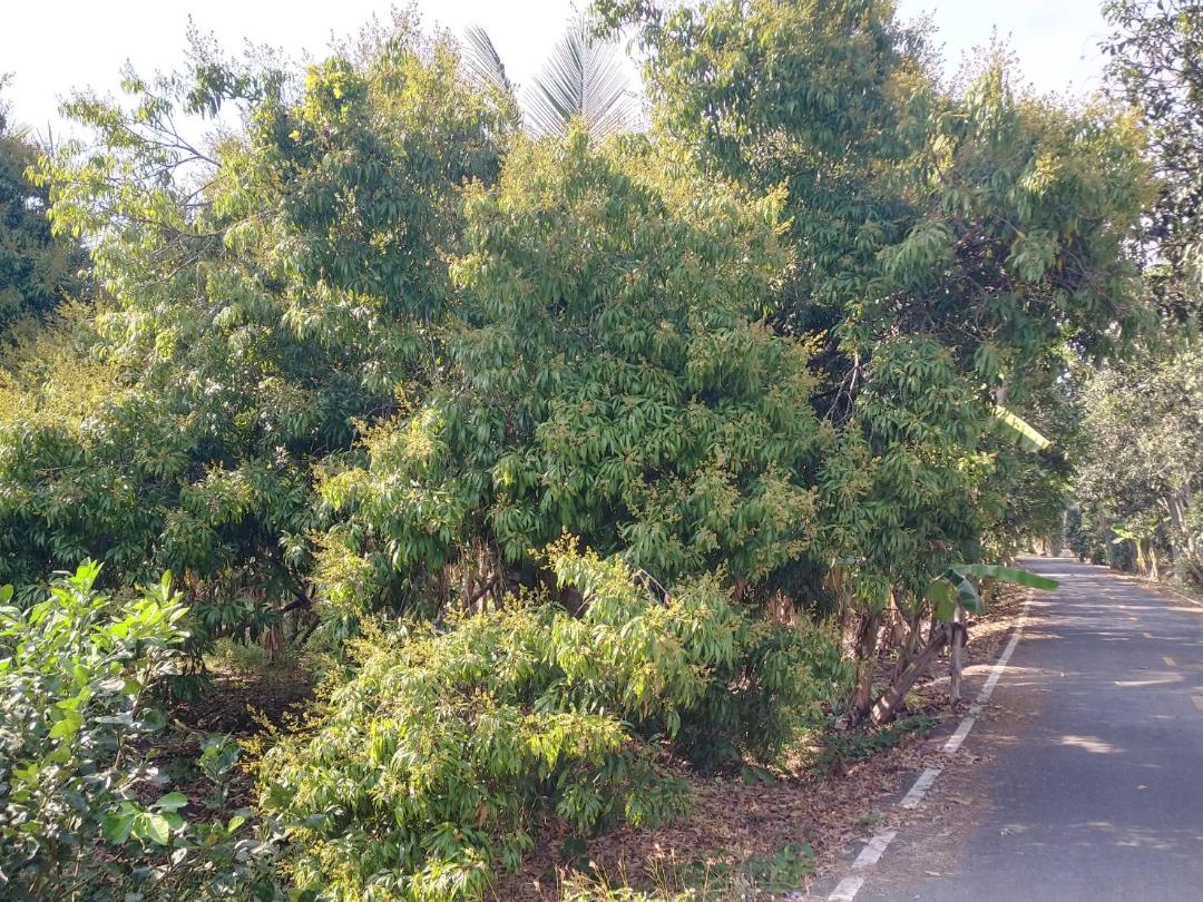 ขายที่ดินเป็นสวนส้มโอขาวใหญ่และลิ้นจี่ค่อม3ไร่ต.เหมืองใหม่อ.อัมพวาจ.สมุทรสงคราม