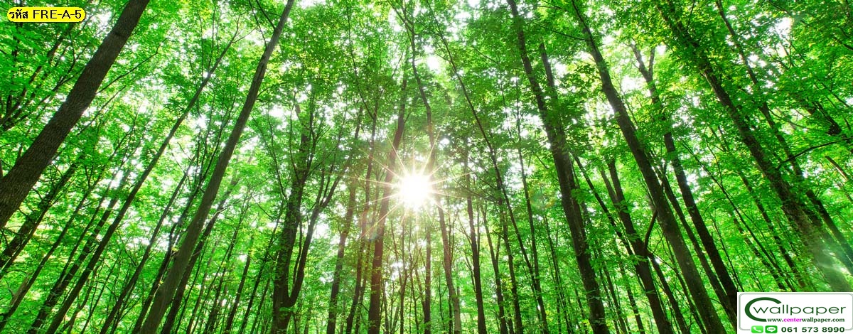วอลเปเปอร์สั่งผลิตภภาพวิวธรรมชาติ FRE-A-7