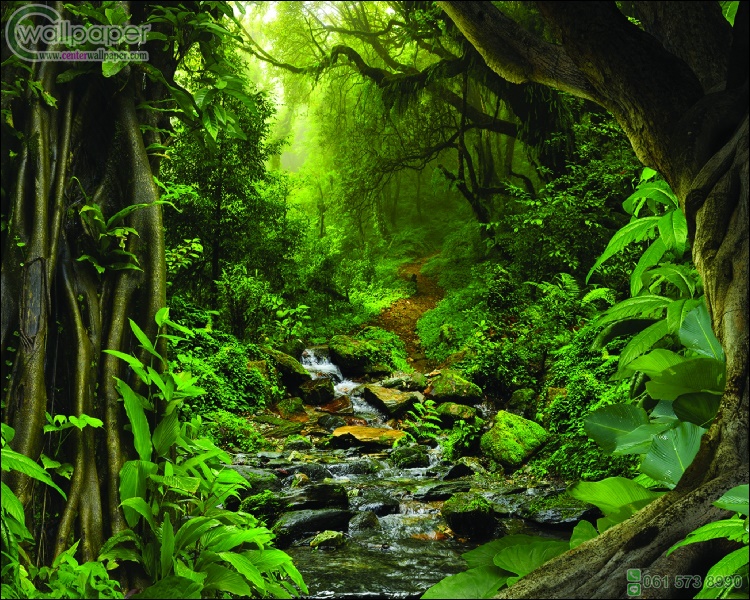 ภาพวิวสำเร็จรูป ภาพ ป่าไม้ ลำธาร