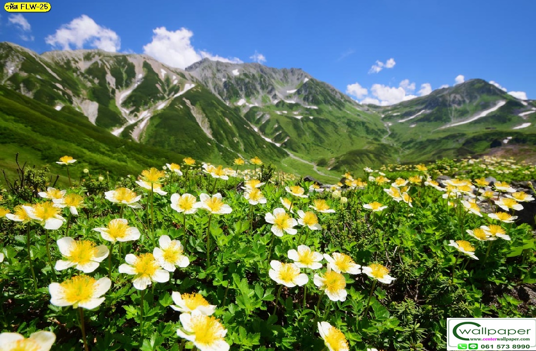 วอลเปเปอร์สั่งพิมพ์ลายดอกไม้ FLW-25