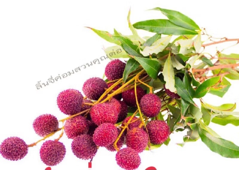 ขายที่ดินเป็นสวนส้มโอขาวใหญ่และลิ้นจี่ค่อม3ไร่ต.เหมืองใหม่อ.อัมพวาจ.สมุทรสงคราม