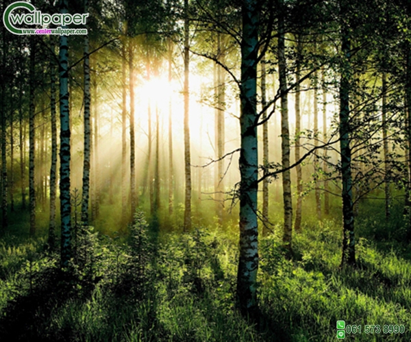 ภาพวิวภาพแสงอาทิตย์ในป่า