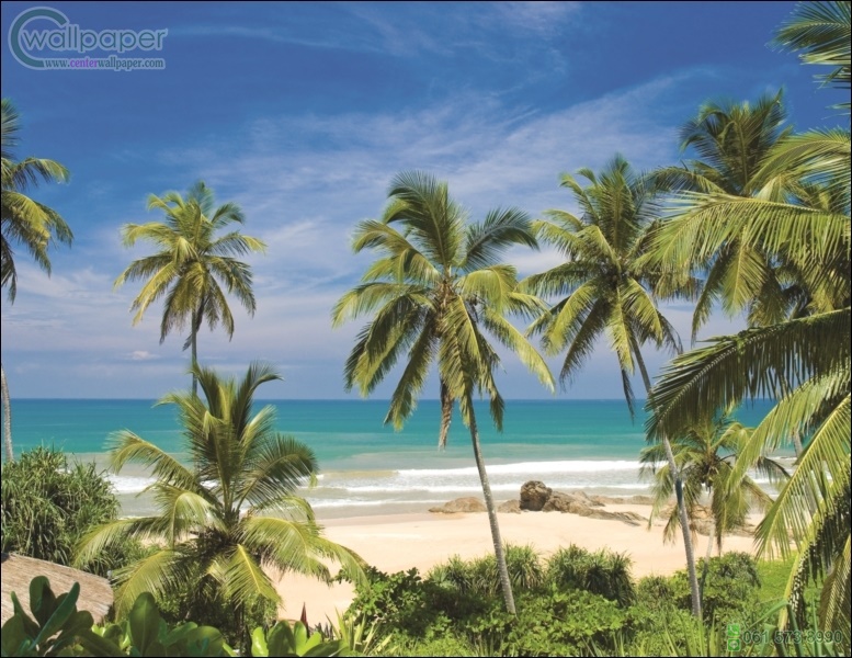 ภาพวิวสำเร็จรูป ภาพชายหาดมะพร้าว